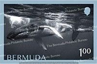Whales of Bermuda