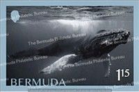 Whales of Bermuda