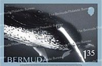 Whales of Bermuda