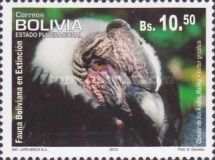 Andean Condor (Vultur gryphus)