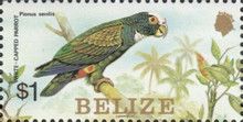 White-capped Parrot (Pionus senilis)