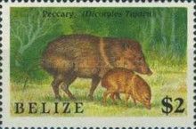 Peccary (Dicotyles tajacu)