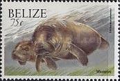 Manatee (Trichechus manatus)