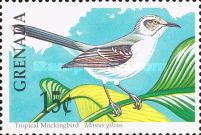 Tropical Mockingbird (Mimus gilvus)