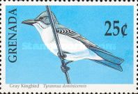 Gray Kingbird (Tyrannus dominicensis)