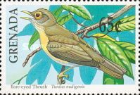 Bare-eyed Thrush (Turdus nudigenis)