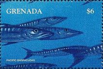 Pacific barracudas