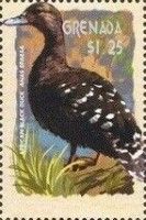 African Black Duck (Anas sparsa)