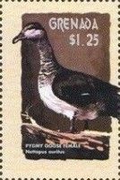 African Pygmy Goose (Nettapus auritus)