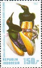 Twelve-wired Bird-of-paradise (Seleucides melanoleuca)