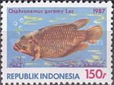 Giant Gourami (Osphronemus goramy)