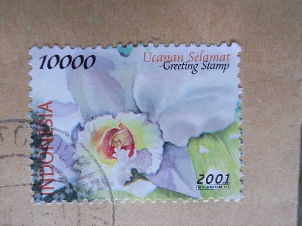 Cattleya