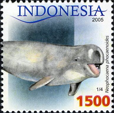 Indo-pacific Finless Porpoise (Neophocaena phocaenoides)