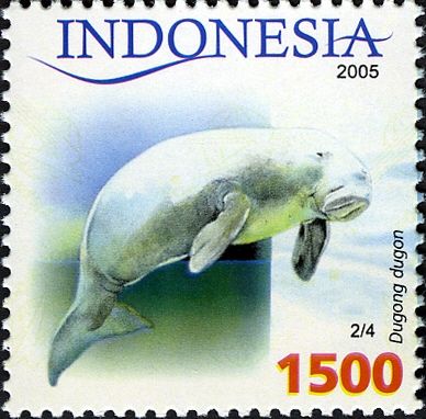 Dugong (Dugong dugon)