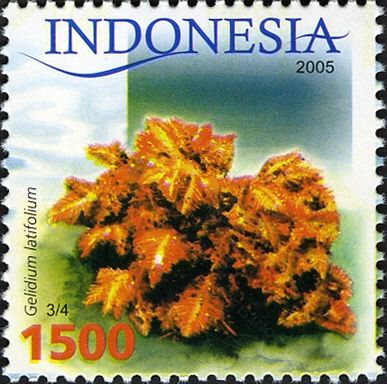 Red Algae (Gelidium latifolium)