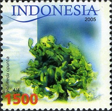 Green Algae (Halimeda opuntia)