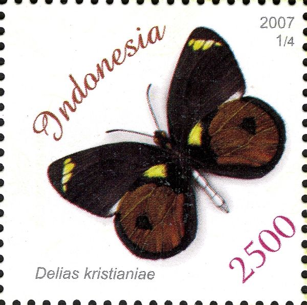 Butterfly (Delias kristianiae)