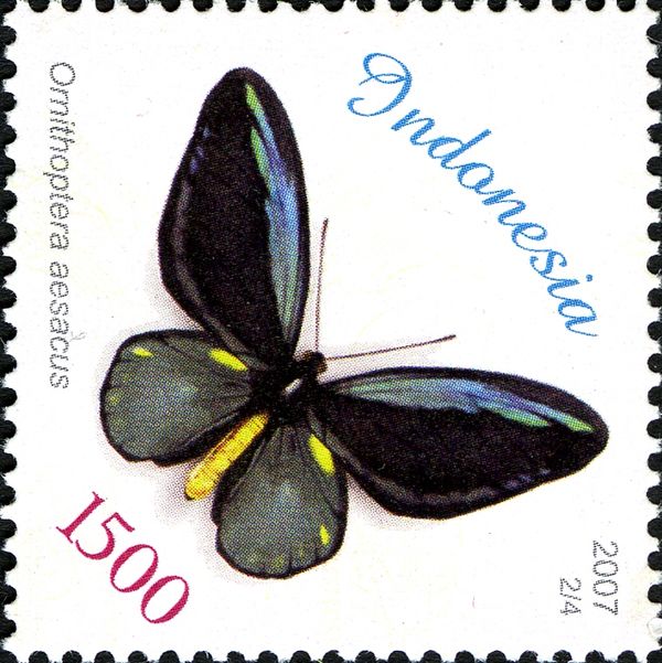 Obi Island Birdwing (Ornithoptera aesacus)