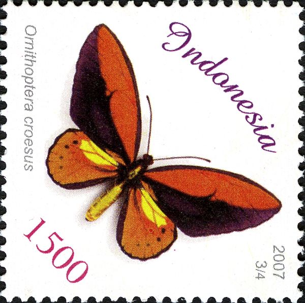 Wallace's Golden Birdwing (Ornithoptera croesus)