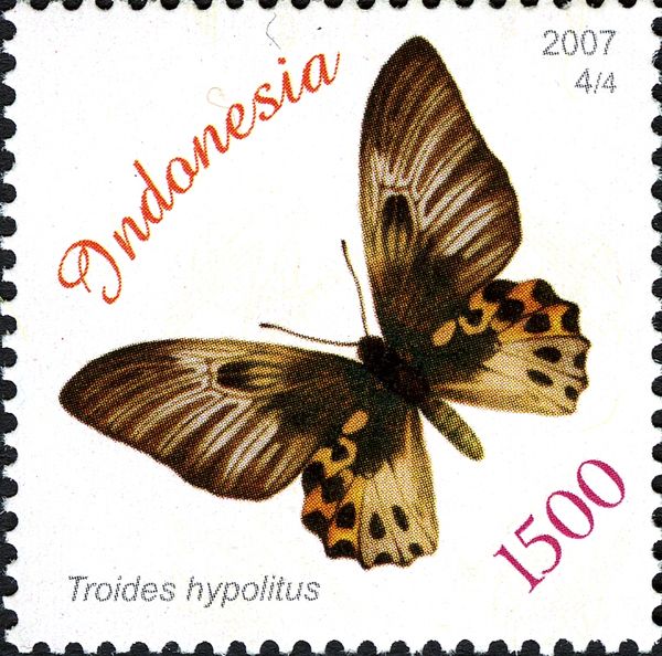 Rippon's Birdwing (Troides hypolitus)