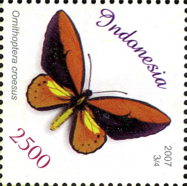 Wallace's Golden Birdwing (Ornithoptera croesus)