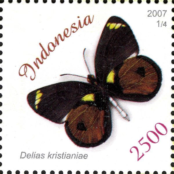 Butterfly (Delias kristianiae)