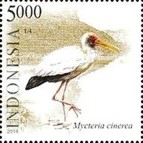 Milky Stork (Mycteria cinerea)