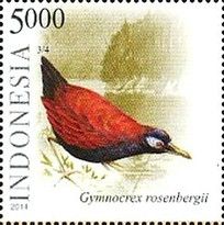 Blue-faced Rail (Gymnocrex rosenbergii)