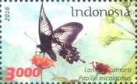 Ascalaphus swallowtail (Papilio ascalaphus)
