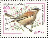 Eurasian Penduline Tit (Remiz pendulinus)