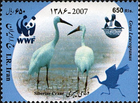 Siberian Crane (Grus leucogeranus)