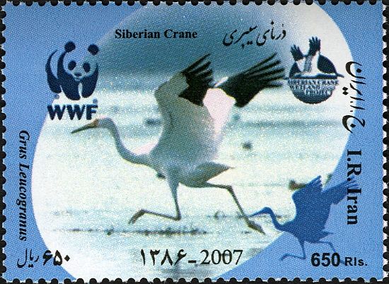 Siberian Crane (Grus leucogeranus)