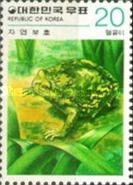 Boreal Digging Frog (Kaloula borealis)