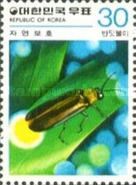Firefly (Luciola lateralis)