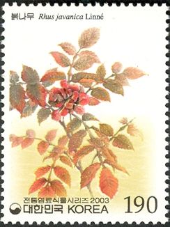 Rhus javanica