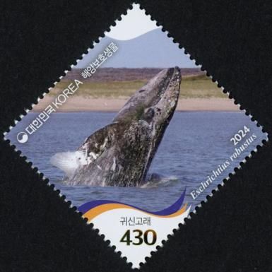 Gray Whale (Eschrichtius robustus)