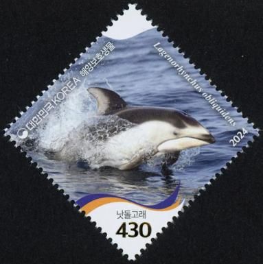 Pacific White-Sided Dolphin (Lagenorhynchus obliquidens)