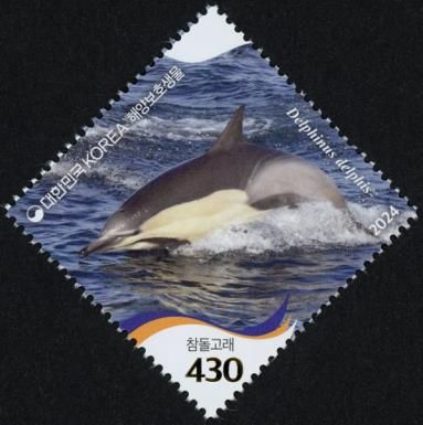 Common Dolphin (Delphinus delphis)