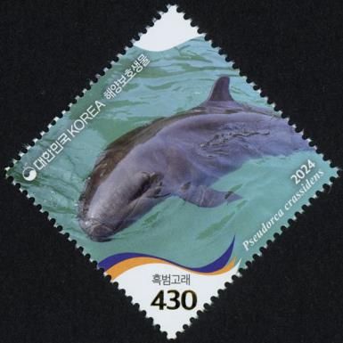 False Killer Whale (Pseudorca crassidens)