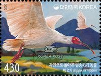 Crested Ibis (Nipponia nippon)