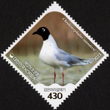 Saunders's Gull (Chroicocephalus saundersi)