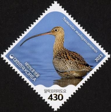 Far Eastern Curlew (Numenius madagascariensis)