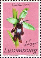 Fly Orchid (Ophrys insectifera)
