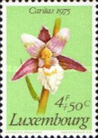 Marsh Helleborine (Epipactis palustris)