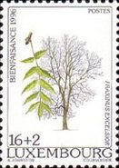 Ash (Fraxinus excelsior)