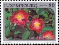 "The Beautiful Sultana" (bicolour rose)