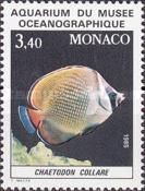 Redtail Butterflyfish (Chaetodon collare)