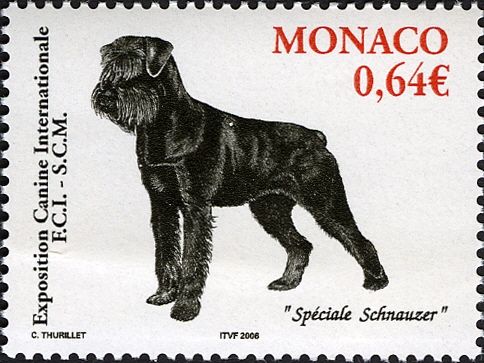 Giant Schnauzer (Canis lupus familiaris)