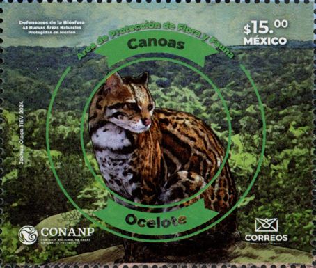 Ocelot (Leopardus pardalis)