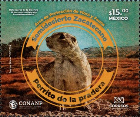 Mexican Prairie Dog (Cynomys mexicanus)